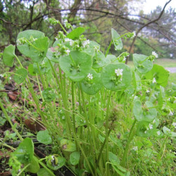 Claytonia perfoliata par WikimediaImages de Pixabay