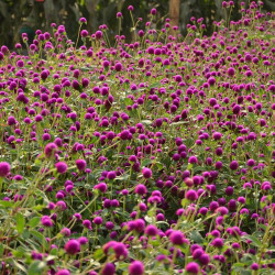 Gomphrena globosa par jay jordan baquiran de Pixabay