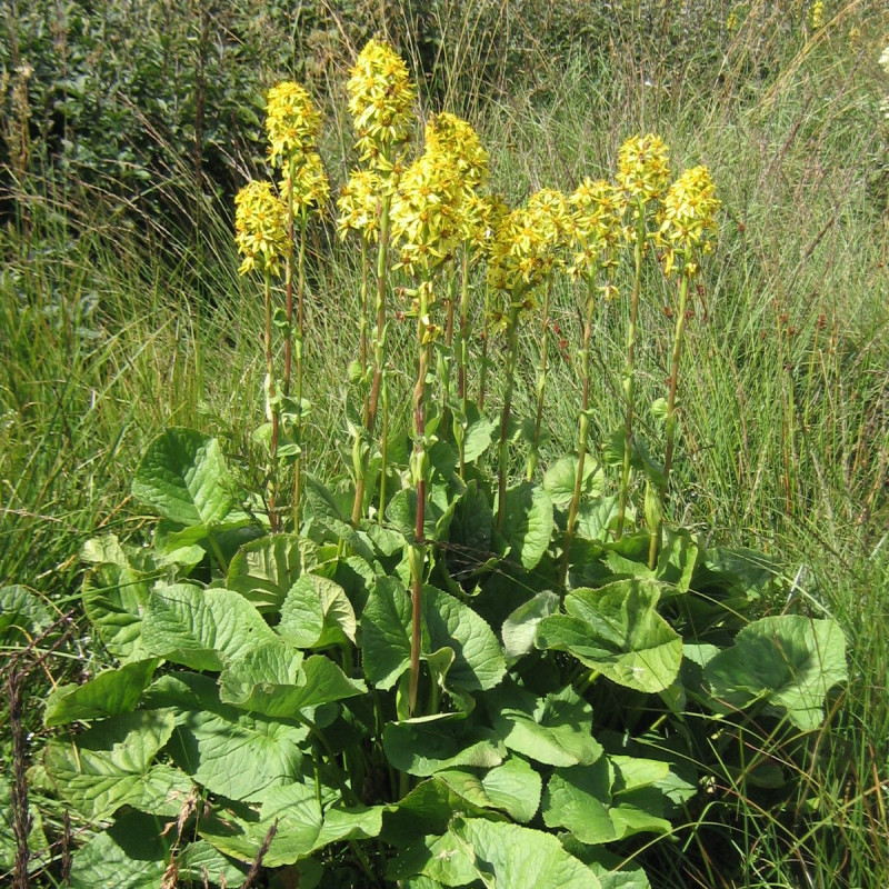 Ligularia sibirica par Planchon Wikimedia