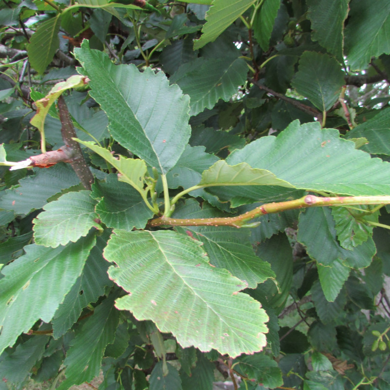 Graines d'Aulne rouge - Semences d'Alnus rubra