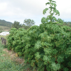 Malva verticillata crispa par Beatrice Labedade