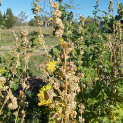 Malva verticillata crispa par Beatrice Labedade