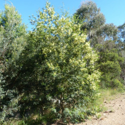 Acacia decurrens de Donald Hobern (dhobern), CC BY-SA 2.0, via flickr