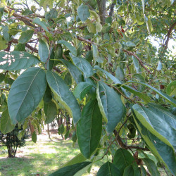 Ehretia acuminata de I, KENPEI, CC BY-SA 3.0, via Wikimedia Commons