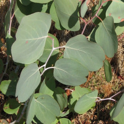 Eucalyptus polyanthemos vestita par Melburnian Wikimedia