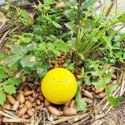Poterie d'irrigation jaune - Semences du Puy
