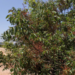 Pistacia terebinthus de Krzysztof Ziarnek, Kenraiz, CC BY-SA 4.0, via Wikimedia Commons