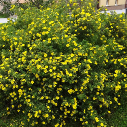 Potentilla fruticosa Jerzy Opioła, CC BY-SA 4.0, via Wikimedia Commons