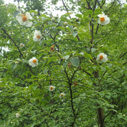 Stewartia pseudocamellia var. koreana de Krzysztof Ziarnek, Kenraiz, CC BY-SA 4.0, via Wikimedia Commons