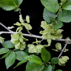 Ulmus rubra de Université Laval, CC BY-SA 4.0, via Wikimedia Commons
