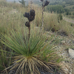 Yucca glauca de Kenraiz, CC BY-SA 4.0, via Wikimedia Commons