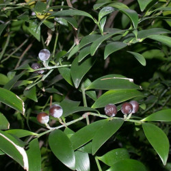 Podocarpus nagi de  Keisotyo, CC BY-SA 3.0, via Wkimedia Commons