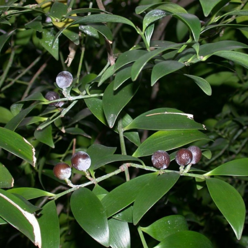 Podocarpus nagi de  Keisotyo, CC BY-SA 3.0, via Wkimedia Commons