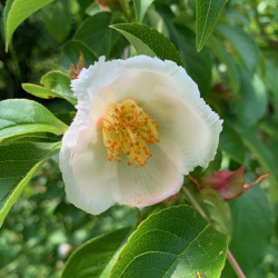Stewartia_rostrata par KATHERINE WAGNER-REISS Wikimedia