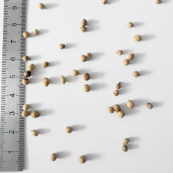 Graines de Phillyrea angustifolia - Semences du Puy