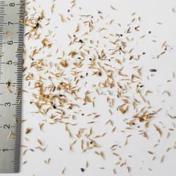 Graines de Sorbaria sorbifolia - Semences du Puy