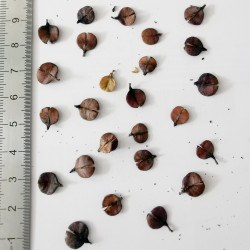 Graines de Bursaria spinosa - Semences du Puy