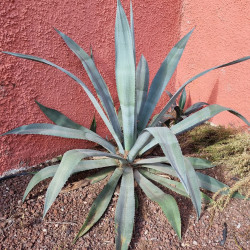 Agave americana Semences du Puy