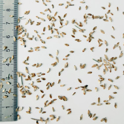 Graines de Casuarina cunninghamiana - Semences du Puy