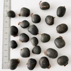 Graines de Gymnocladus chinensis - Semences du Puy