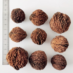 Graines de Juglans nigra - Semences du Puy