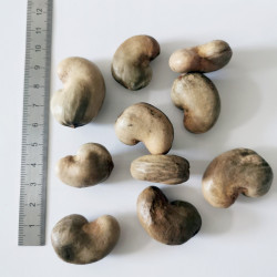 Graines d'Anacardium occidentale - Semences du Puy