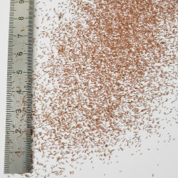 Graines de Callistemon sieberi - Semences du Puy