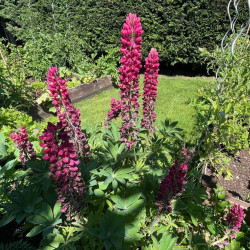 Lupinus polyphyllus par Semences du Puy