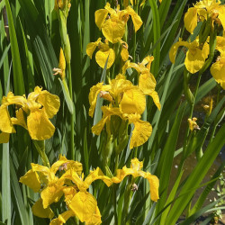 Iris pseudacorus Semences du Puy