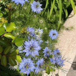 Nigella sativa par Semences du Puy