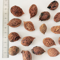 Graines de Prunus persica - Semences du Puy