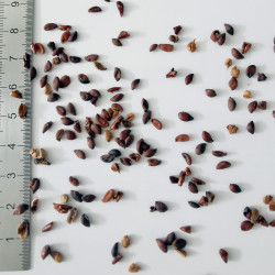 Graines de Sorbus intermedia - Semences du Puy