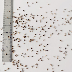 Graines de Carex paniculata - Semences du Puy