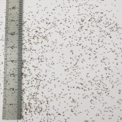 Graines de Melaleuca armillaris - Semences du Puy