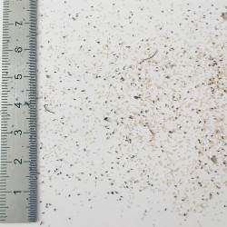 Graines de Melaleuca bracteata - Semences du Puy