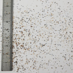 Graines de Melaleuca squarrosa - Semences du Puy