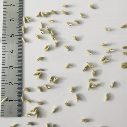 Graines de Melica uniflora - Semences du Puy