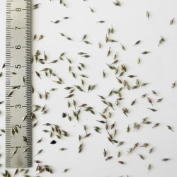 Graines de Carex sylvatica - Semences du Puy