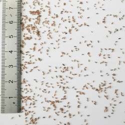 Graines de Deschampsia cespitosa - Semences du Puy