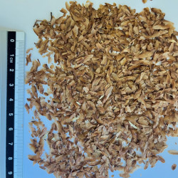 Graines de Toona ciliata Semences du Puy