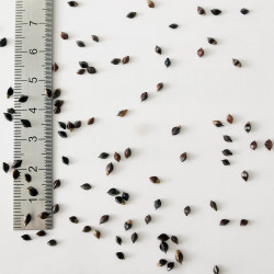 Graines de Bistorta officinalis - Semences du Puy