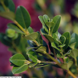 Buxus microphylla koreana de David J. Stang, CC BY-SA 4.0, via Wikimedia Commons