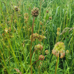 Sanguisorba minor Semences du Puy