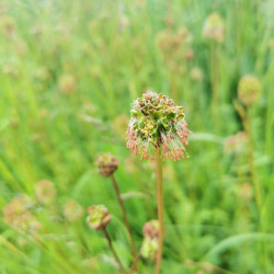 Sanguisorba minor Semences du Puy
