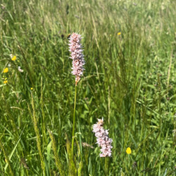 Bistorta officinalis par Semences du Puy