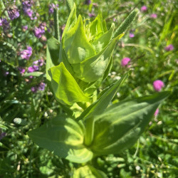 Gentiana lutea Semences du Puy