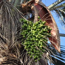Jubaea Chilensis par Mar del Sur sur Wikimedia commons