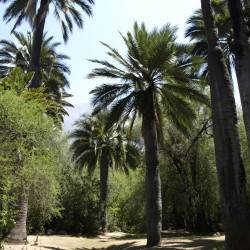 Jubaea chilensis par Scott Zona sur Wikimedia commons