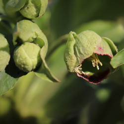 Helleborus foetidus par Annette Meyer de Pixabay
