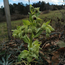 Helleborus foetidus - Semences du Puy